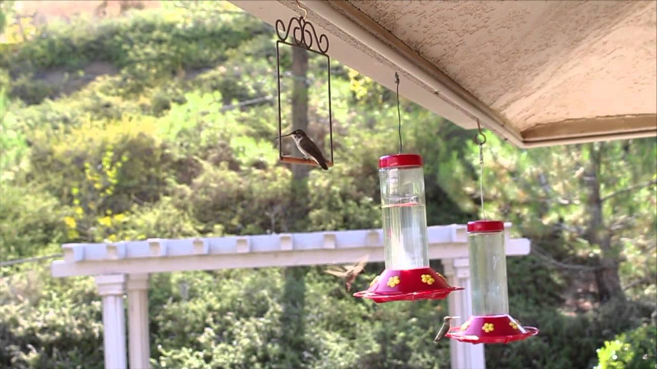 Pop's 2014 Hummingbird Swing Compilation