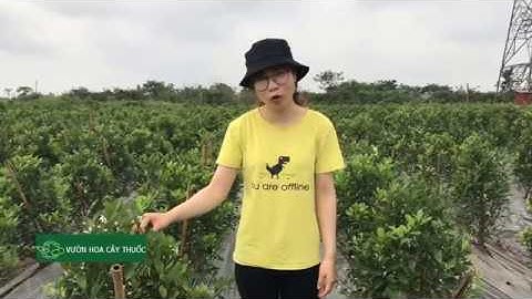 Chia sẻ cách sử lý Hoa quất cảnh để lấy quả vào đúng dịp tết 2020
