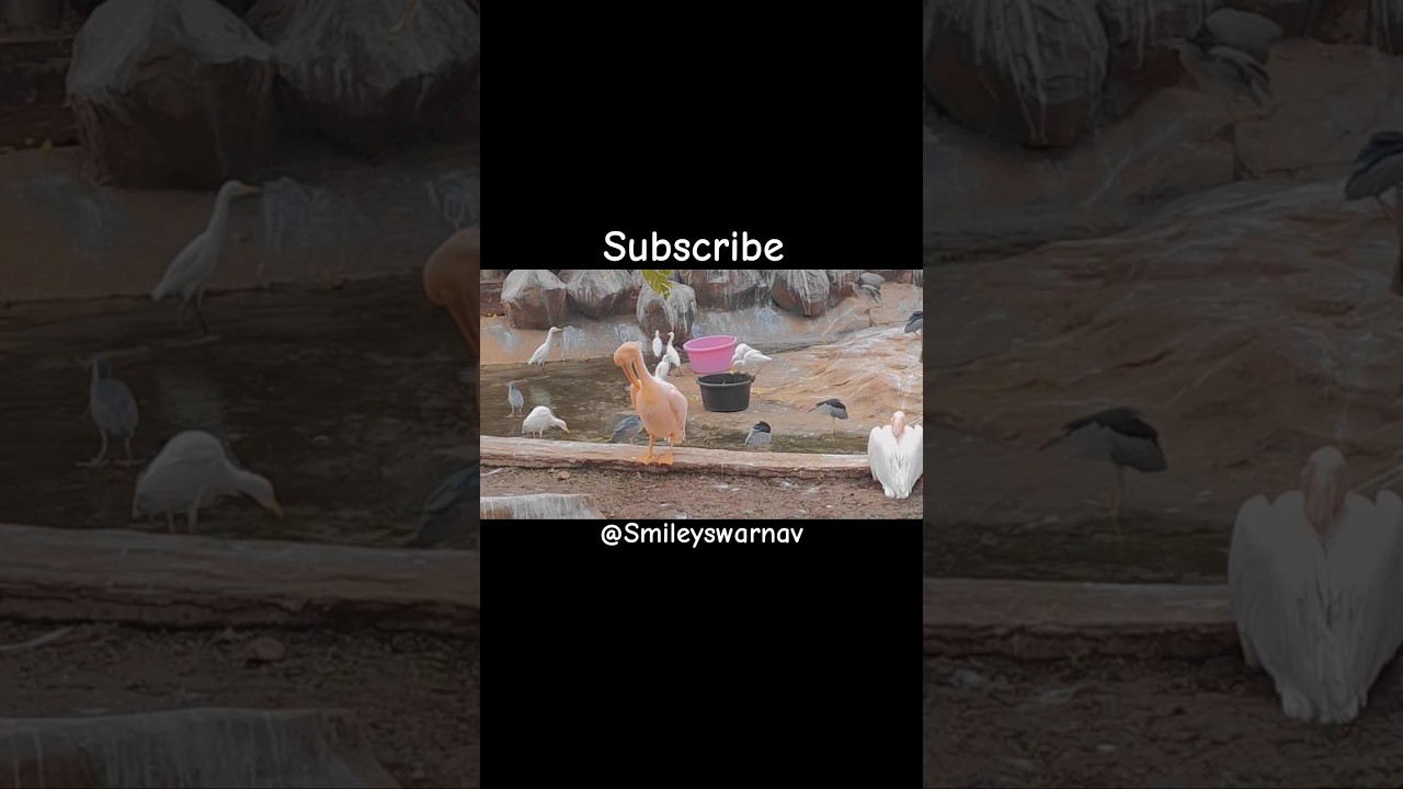 Rani Baug Bird's | Mumbai Zoo 