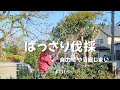 ばっさりと金木犀の伐採 自力で庭じまい #111