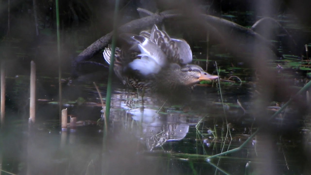 BAPATEAN TXAKUR BI (BASAHATE PUTZUAN) / Anas platyrhynchos _2020.05.16_  [(Azulón en la poza)]_