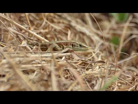 Lizards of the Iveragh Peninsula