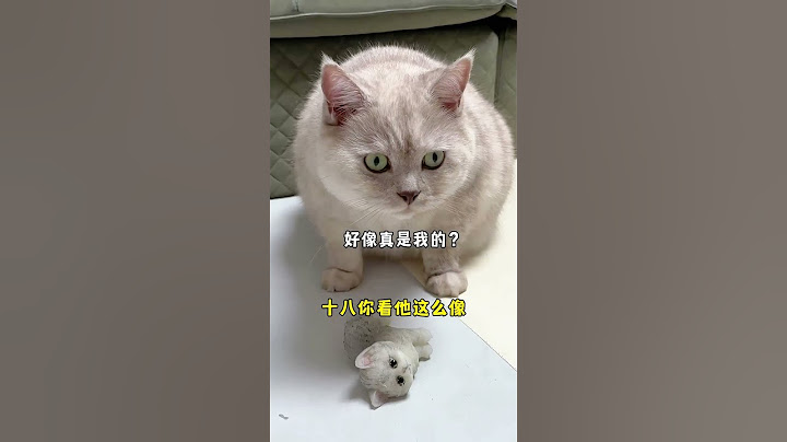 她倆還不會把這貓當真了吧！🤣🐱#cat #猫 #catandbaby #shorts