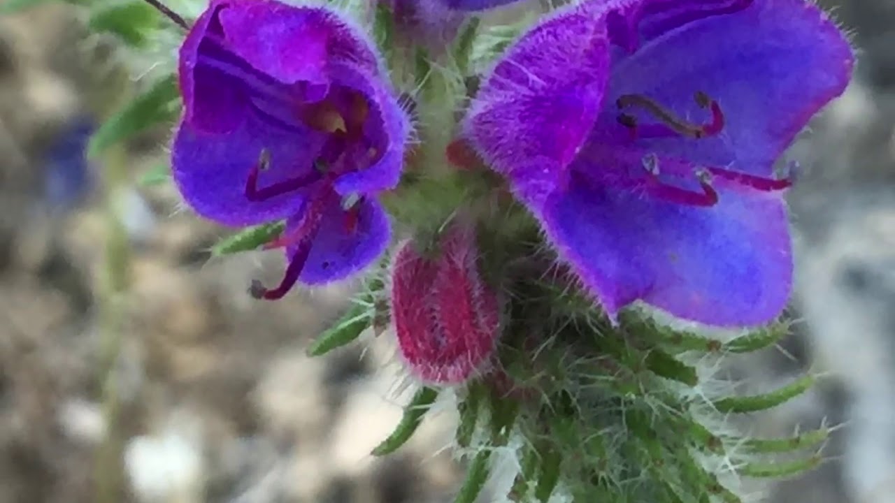 Viborera (Echium creticum)