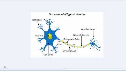 Biological Psychology: Review for Midterm Exam