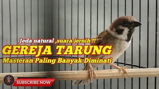 🔴 MASTERAN GEREJA TARUNG ,TEMBAKAN RAPAT SUARA JERNIH