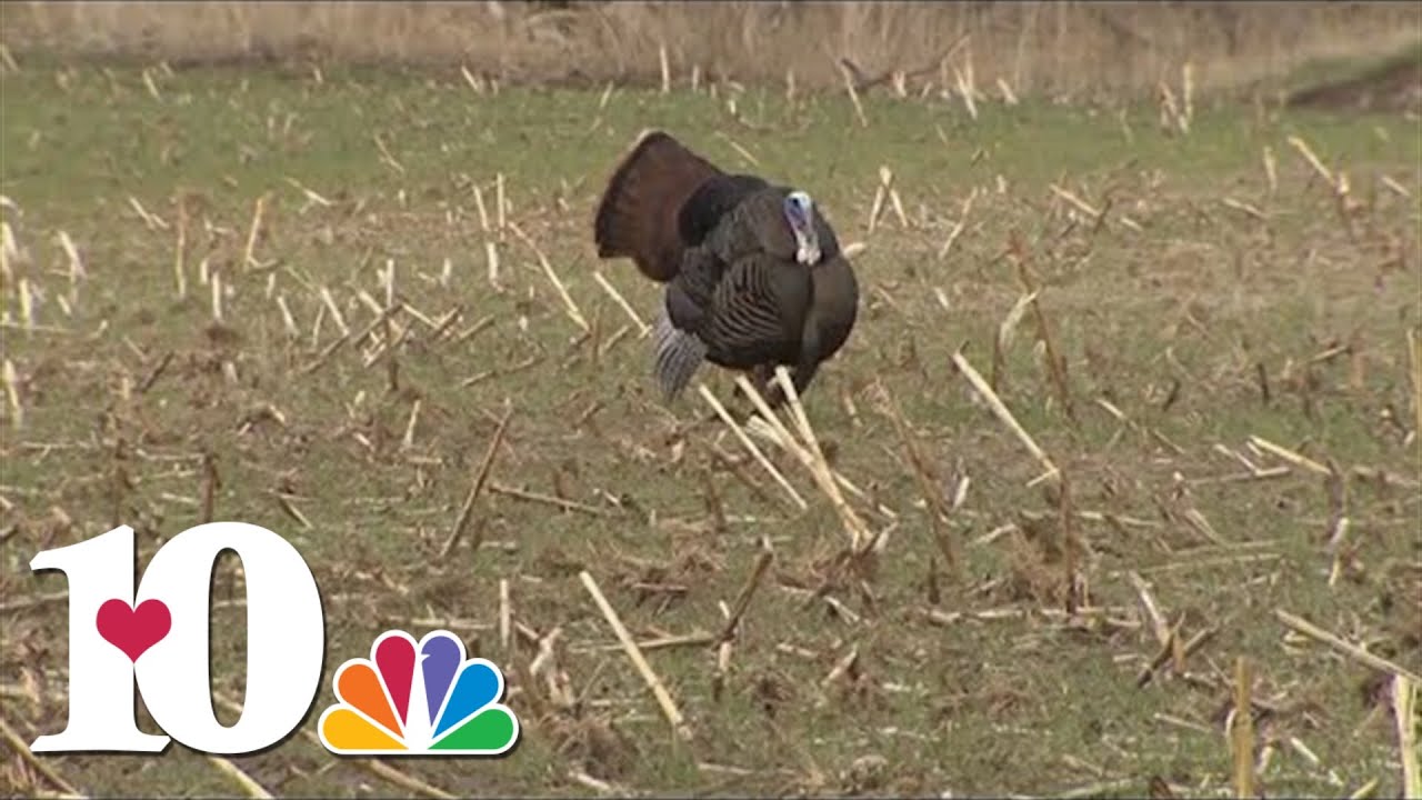 twra-new-turkey-hunting-regulations-for-2023-youtube