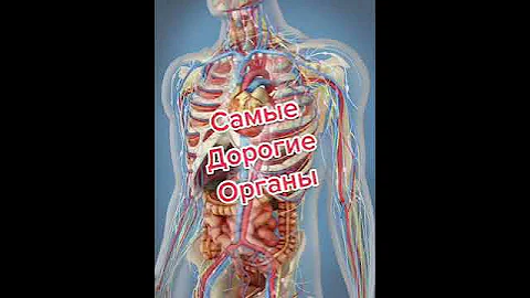 Самые дорогие органы человека!