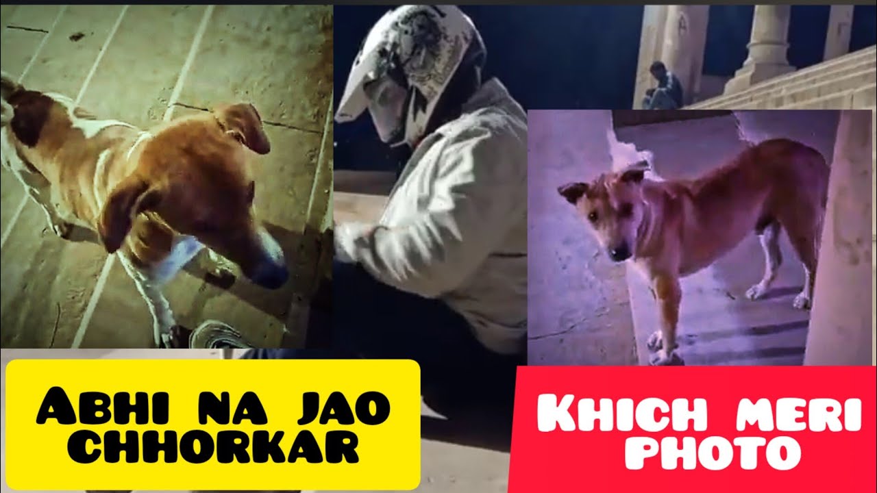 ABHI NA JAO CHHORKAR DOGS ARE MORE LOYAL THAN BARADARI ALLAHABAD