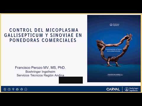 Vídeo: Micoplasmosis - Micoplasmosis Respiratoria