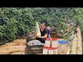 Single Mother Picking Giant Bamboo Shoots Raising Children During The Flood Season Single Mother Picking Giant Bamboo Shoots Raising Children During The Flood Season