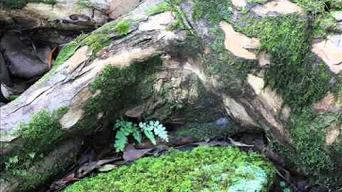 Mother (Earth) We Still Love You..by Rhonda Gray  ...