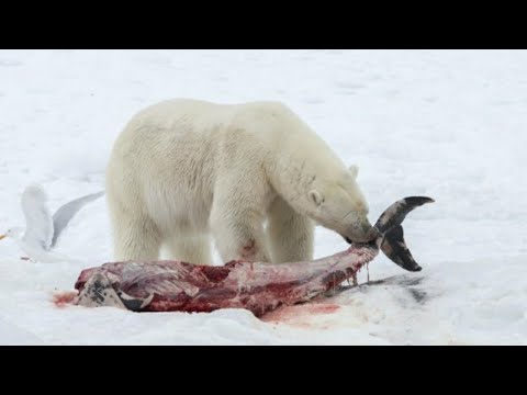 الدب القطبي المفترس الأكثر دموي ة على الاطلاق في القطب الشمالي عالم الحيوان 