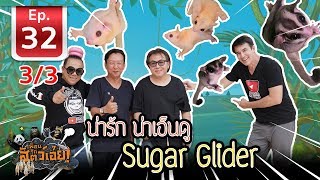 น่ารัก น่าเอ็นดู Sugar Glider(Incredible Flying Sugar Gliders)- เพื่อนรักสัตว์เอ้ย l EP.32 [3/3]