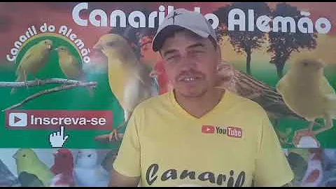 O que é bom para o canário belga soltar o canto?