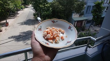 THỬ THÁCH CHO CÁ RỒNG ĂN TÔM LUỘC #arowana #casanmoi #feeding #carong #covid19