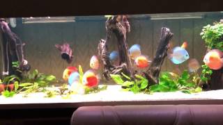 Мой аквариум с дискусами -DISCUS-KIEVSERGIY 770 L -16.01.17г.