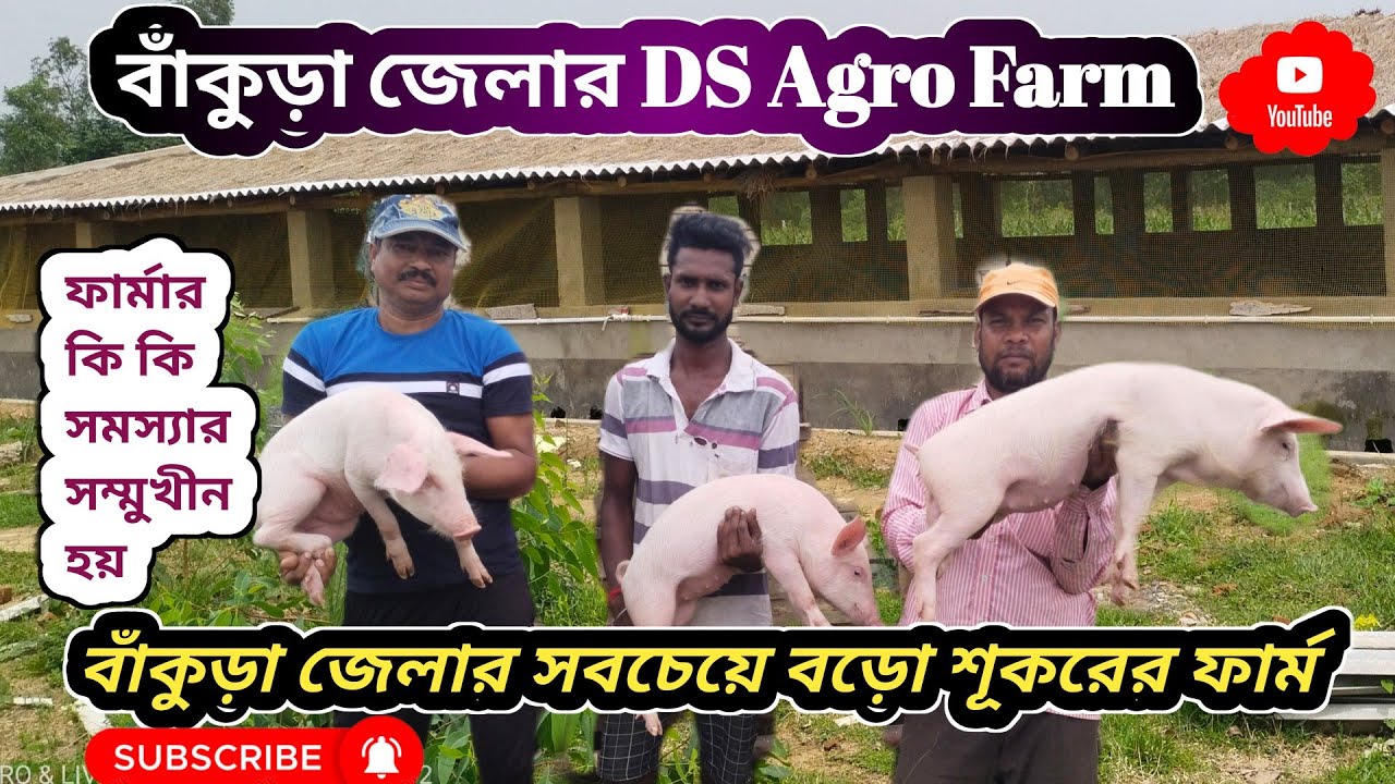 Biggest Pig Farm In Bankura biggest-pig-farm-in-bankura