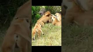 Two Lions Fight to See Who's King | #shorts #lion #amusing entertainment