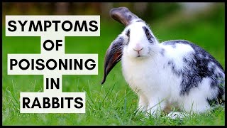 Symptoms of Poisoning in Rabbits