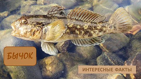 БЫЧОК🐟/Животные life/Рыбы/Животные/Интересные факты