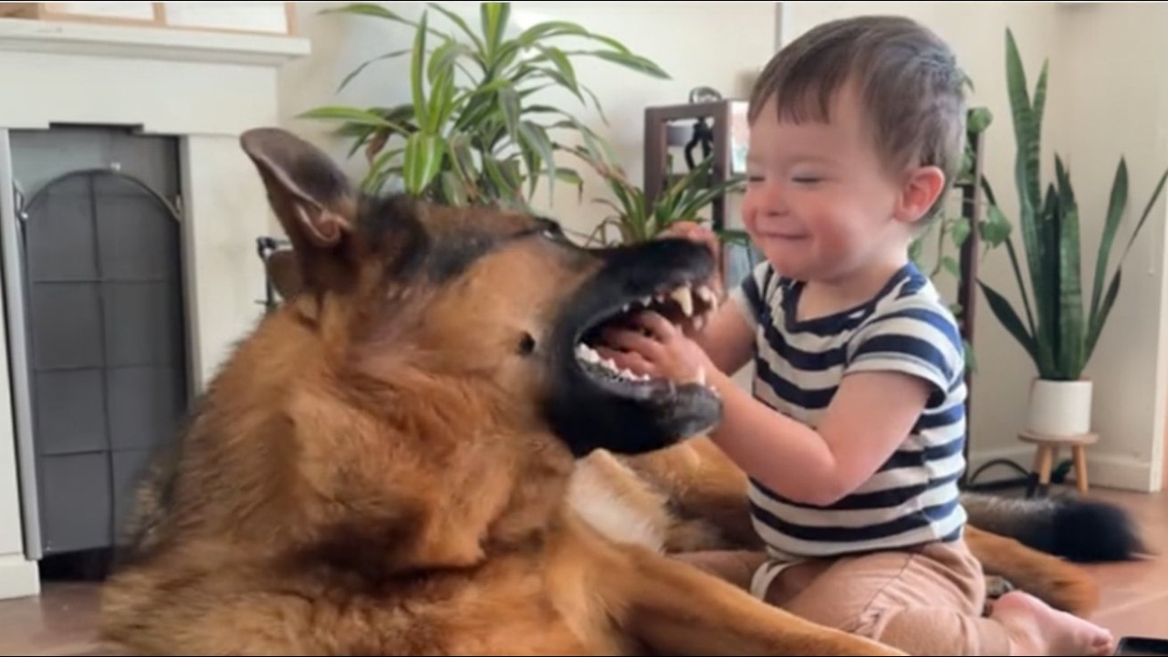 This 120lb German Shepherd's Bite Terrified Everyone—Until 2AM Changed Everything