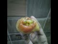 সিঙ্গারা  party. home made #everyone #highlights #recipes #snecks #lifestyle #short #subscribe