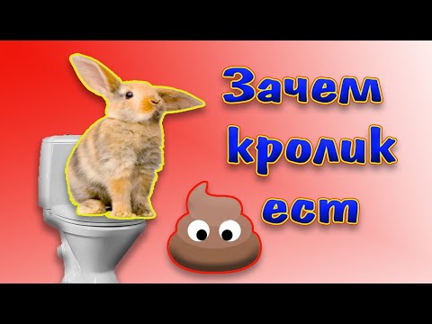 Кролик ест свои какашки, зачем и почему?