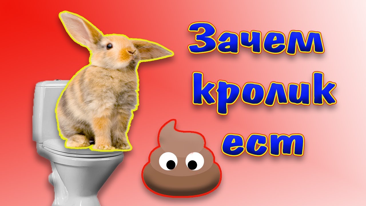 Кролик ест свои какашки, зачем и почему?