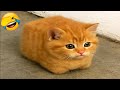 You Laugh You Lose 😂 Funniest Cats and Dogs Videos 2025 😻🐶 Part 22