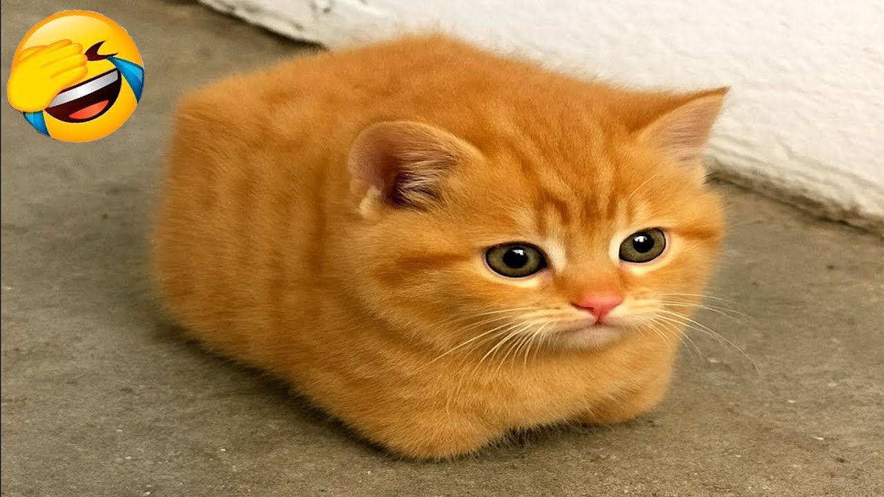 You Laugh You Lose 😂 Funniest Cats and Dogs Videos 2025 😻🐶 Part 22