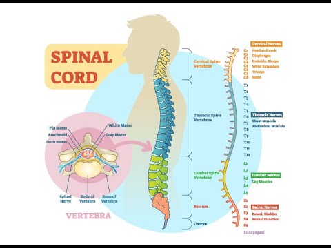 Sistem Saraf - Part 3 : Sum-Sum Tulang Belakang I Anatomi Medula Spinalis I Mekanisme Gerak Refleks