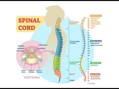 Video: Di tanduk ventral sumsum tulang belakang?