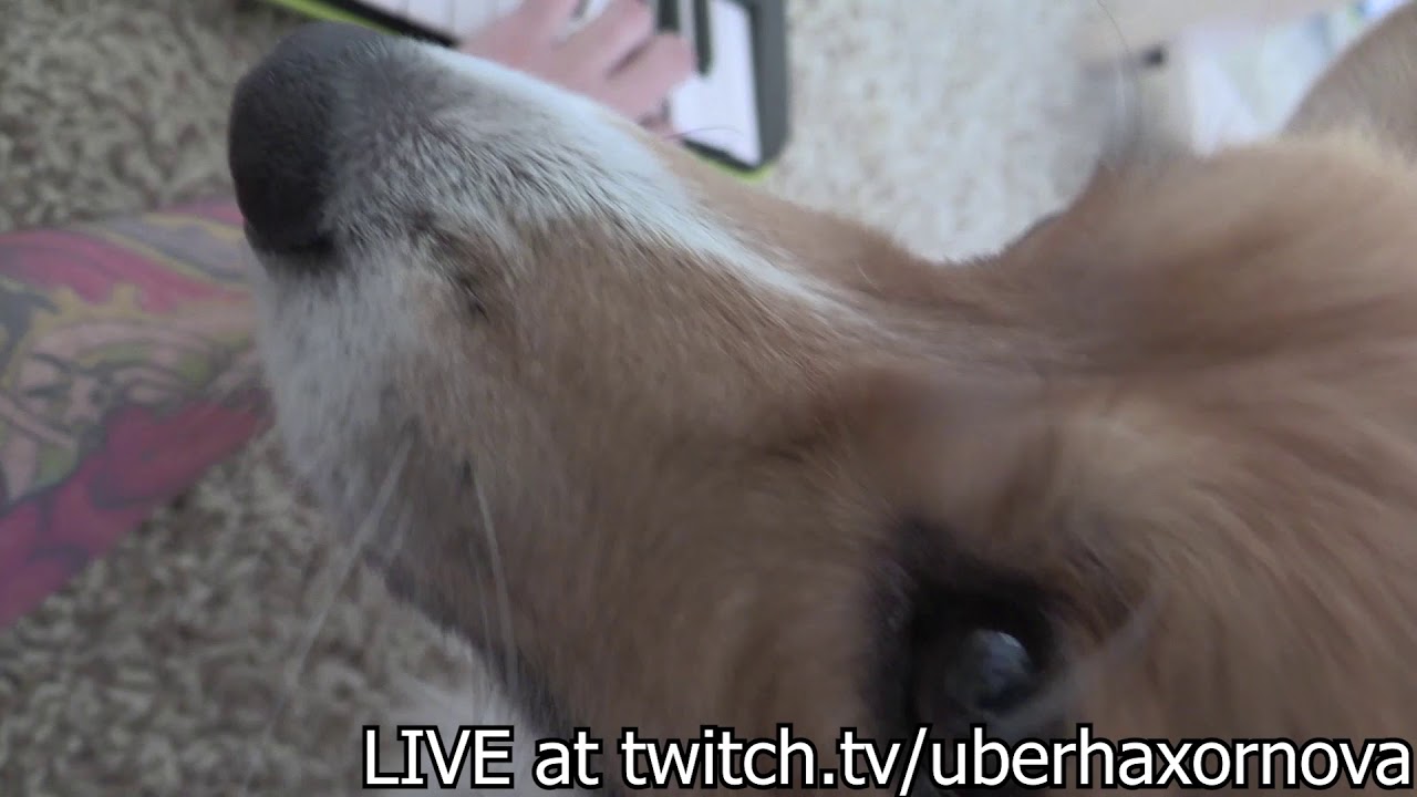 Dog Music - Dog Music