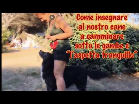 Video: Insegna al tuo cane a camminare su un tapis roulant per cani