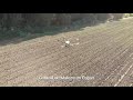 Drone Agricola Chile, control de Maleza en Papas.