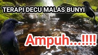 TERAPI DECU MALAS BUNYI DI ALAM LIAR || BURUNG DECU 23