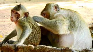 Mom Tara Monkey Look Is Not Love Adorable Baby Thona Monkey She Only Take Care Baby Titan