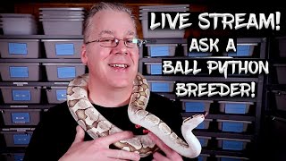 LIVE NOW!  Ask A Ball Python Breeder Anything!