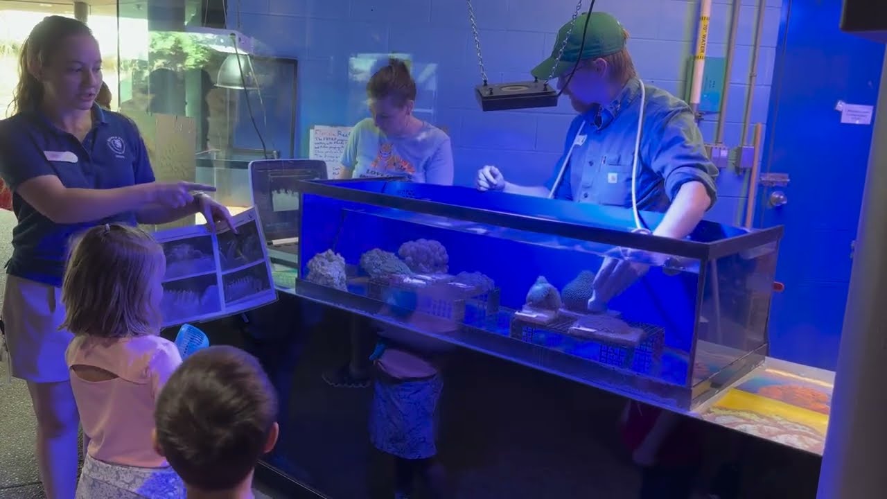 Coral Ultrasounds | Coral Reef Awareness Week