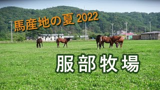 馬産地の夏2022～服部牧場