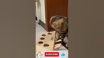 Puzzle🧩 Confuse Cat🐱 #Short #Funny Cat