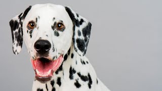 Dalmatians and Firefighting: A Historical Connection