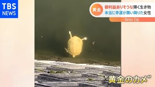 御利益ありそうな輝く生き物を目撃！直後ほんとに幸運が舞い降りた【Nスタ】