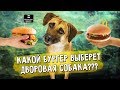 Какой бургер выберет дворовая собака? BLACK STAR BURGER МАКДОНАЛЬДС СОБОЛЕВ БУРГЕР BURGER KING