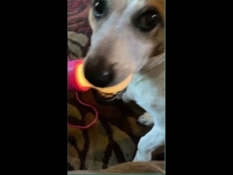 DOGGIE RUNS OF WITH LIGHTBULB 🐶 #adorable  #shorts #shortsmusic #vlog #cuteanimals