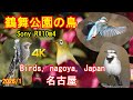 野鳥撮影・鶴舞公園・名古屋y 4K: カワセミ等 Bird photography Sony RX10m4 [4K]