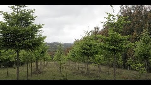 Stanford researchers show how poorly designed tree-planting campaigns could do more harm than good