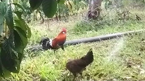 bẫy gà rừng kèo chiều 26-01 2022 , con bổi số đỏ @ammecugaygarung5235