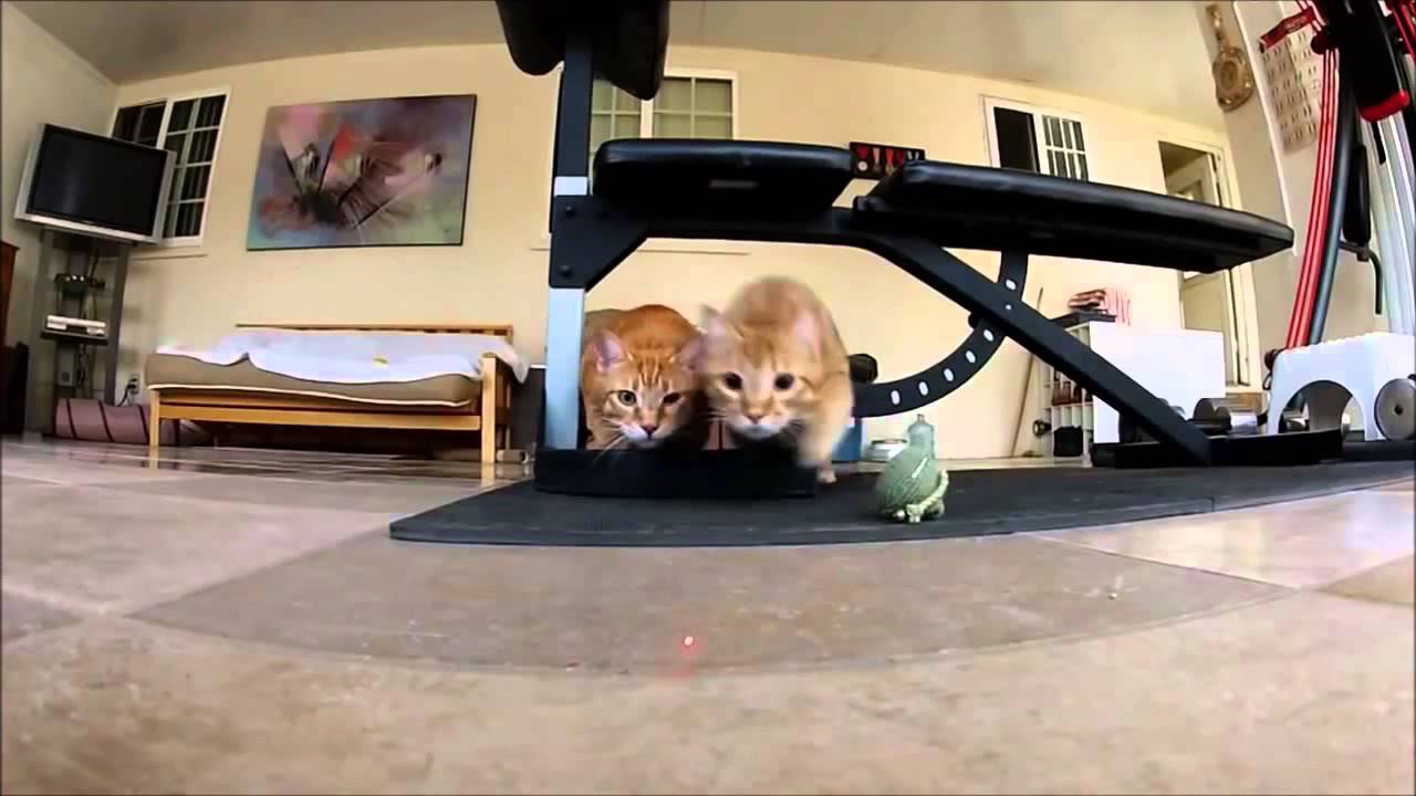 Экшн-камера для всех и каждого!! WDV5000